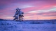 Image: Lonely tree in winter in the snow