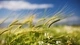 Картинка: Пшеница  и ромашка в поле крупным планом