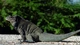 Картинка: Ящерица игуана греется на солнышке
