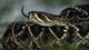 Картинка: Гремучая змея высовывает язык для поиска добычи