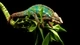 Image: Chameleon sits on branch