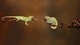 Картинка: Два хамелеона сидя на ветках тянутся друг к другу