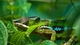 Image: Chameleon in green leaves