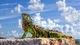 Image: Iguana looks up