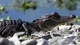 Картинка: Детеныш крокодила греется на камнях