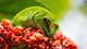 Картинка: Мадагаскарский дневной геккон кушает