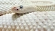 Картинка: Белая чешуйчатая змея