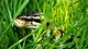Image: A snake lurks in the grass