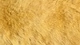 Картинка: Мех желтоватого оттенка