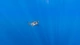 Картинка: Акула в солнечных бликах в океане