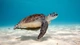Image: The green sea turtle