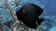 Картинка: Чёрная плоская рыбка