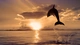 Картинка: Прыжок дельфина на закате солнца