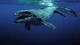 Image: Marine predator Mosasaur - lived millions of years ago in the era of the Mesozoic era. The most terrible predator ever lived on earth