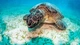 Image: Sea turtle on a sandy bottom