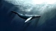 Image: Humpback whale mammal plastikovyh whales