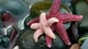 Image: Beautiful starfish
