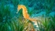 Картинка: Морской конёк среди водорослей