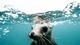 Картинка: Морской котик под водой