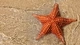 Image: Starfish lying on the shore bathed by the water