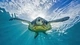 Картинка: Морская черепаха плавает на поверхности воды