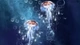 Image: Underwater jellyfish