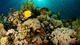 Картинка: Рыбы в коралловом рифе, освещённые солнечными лучами
