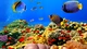 Картинка: Рыбки на дне океана