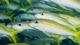 Картинка: Рыбки с жёлтыми полосками
