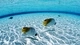 Картинка: Рыбки на дне моря в зеркально чистой воде