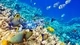 Картинка: Подводные обитатели коралловых рифов