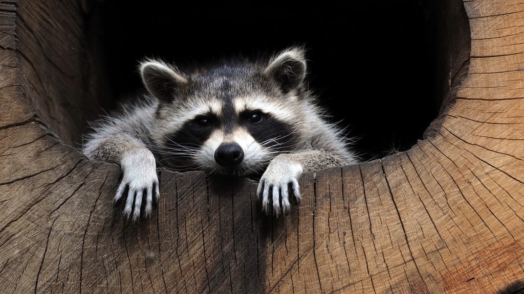 Image: Raccoon, a gargle, stripes, animal, legs, leisure