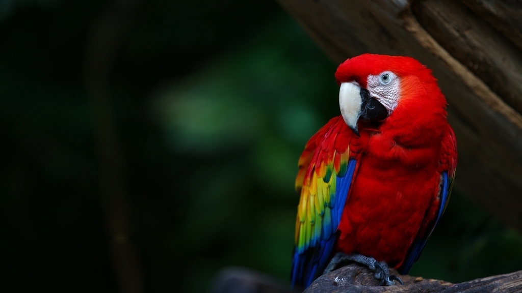 Image: Bird, parrot, red, tail, feathers, beak, sitting