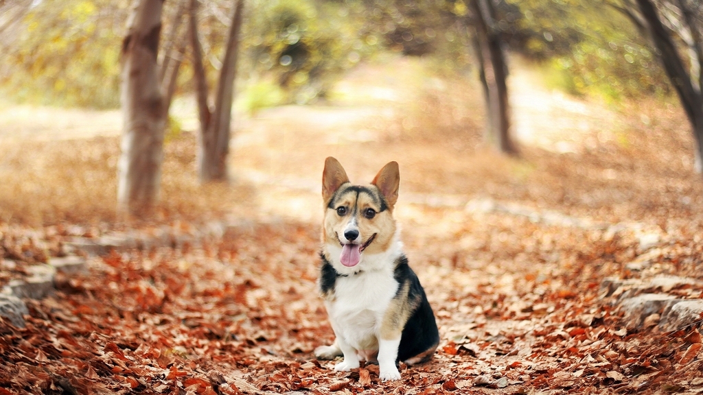 Image: Doggy, doggie, sitting, tongue, dry, fallen, leaves, autumn