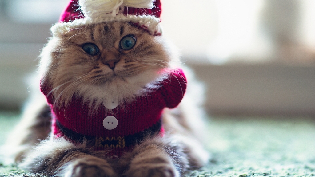 Image: Cat, fluffy, eyes, knitted, Christmas costume, hat, bowknot