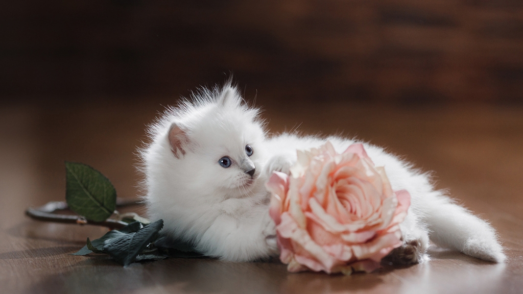Image: Kitten, white, fluffy, rose, flower, pink