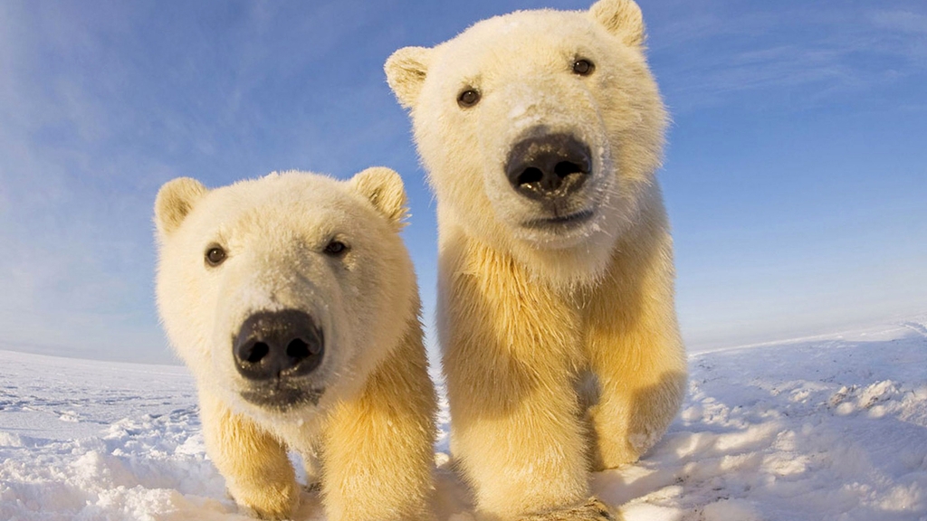 Картинка: Медведь, белый, пара, снег