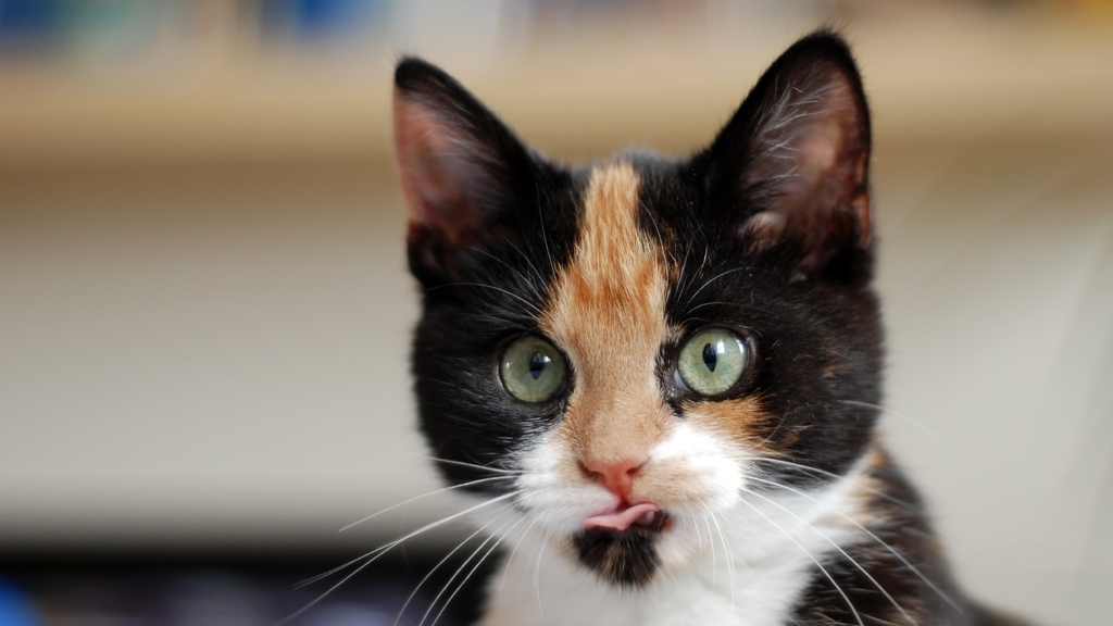 Картинка: Трёхцветная, кошка, морда, окрас, глаза, язык, усы