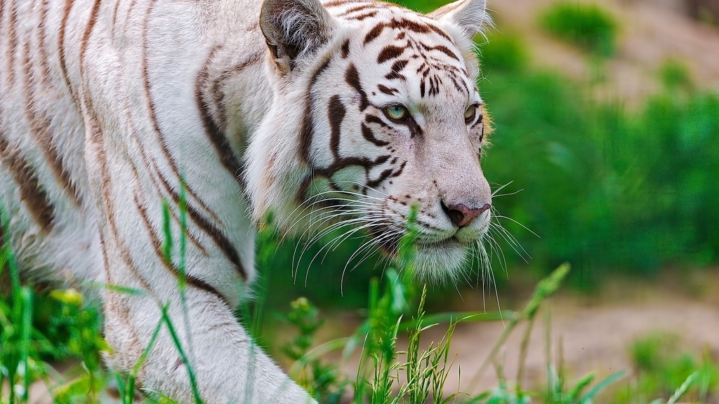Картинка: Белый, тигр, трава, взгляд, крадётся