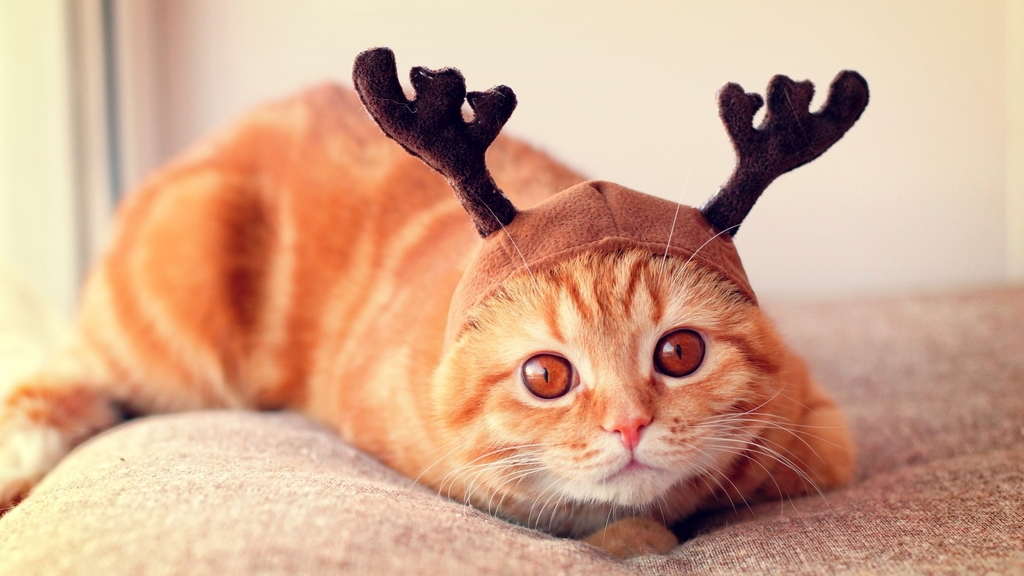 Image: Cat, red, eyes, hat, horns, scared