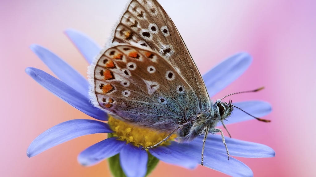 Картинка: Крылья, окрас, бабочка, цветок, лепестки, макро