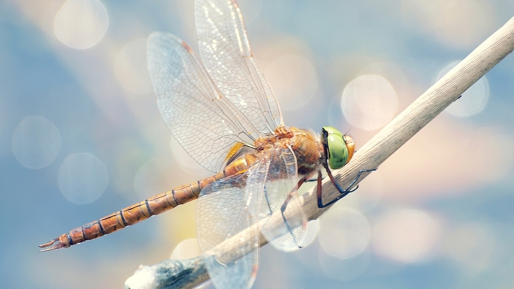 Image: Dragonfly, body, wings, eyes, twig, glare