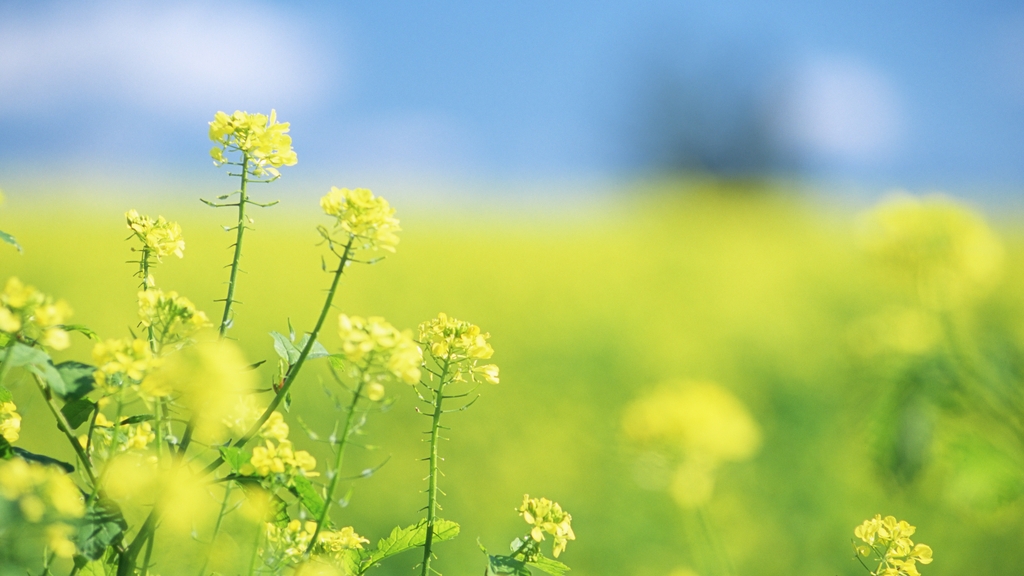 Image: Wildflowers, plants, grass, blur, field