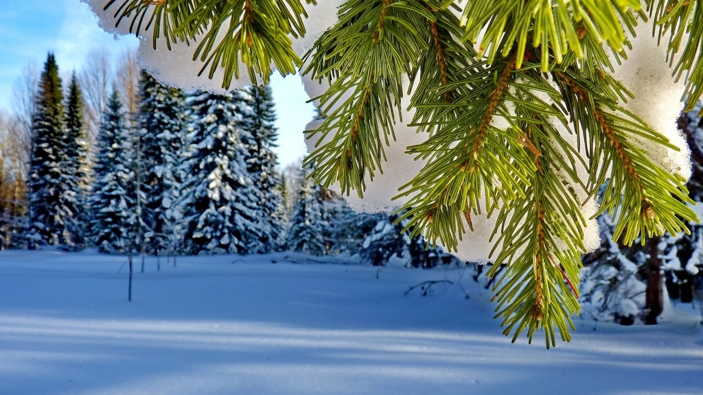 Image: Trees, needles, pine, spruce, needles, branch, snow, sky
