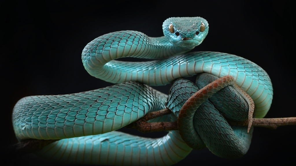 Image: Reptile, snake, viper, blue keffiyeh, branch, background
