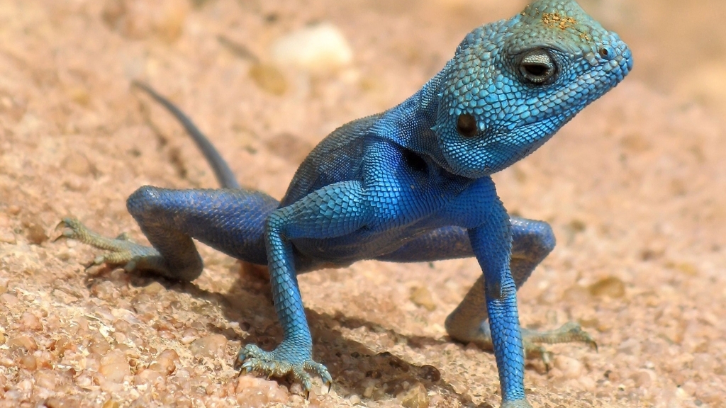 Image: Agama, lizard, scales, body, blue, sand, desert
