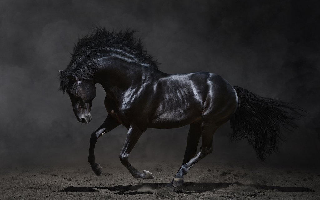 Image: Horse, black, jump, earth, beautiful, dust, smoke