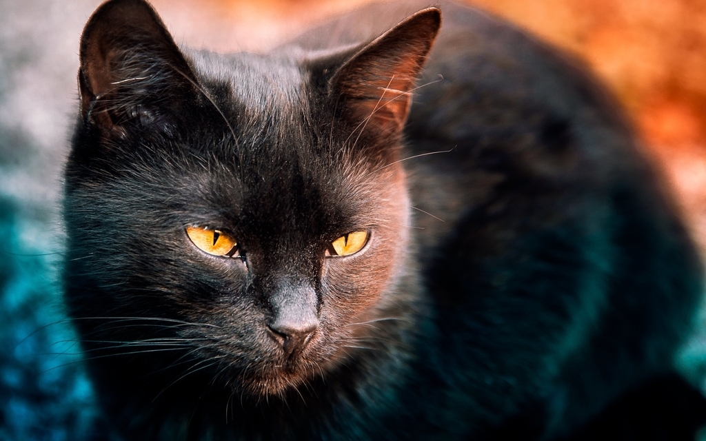 Картинка: Кот, морда, чёрный, глаза, жёлтые