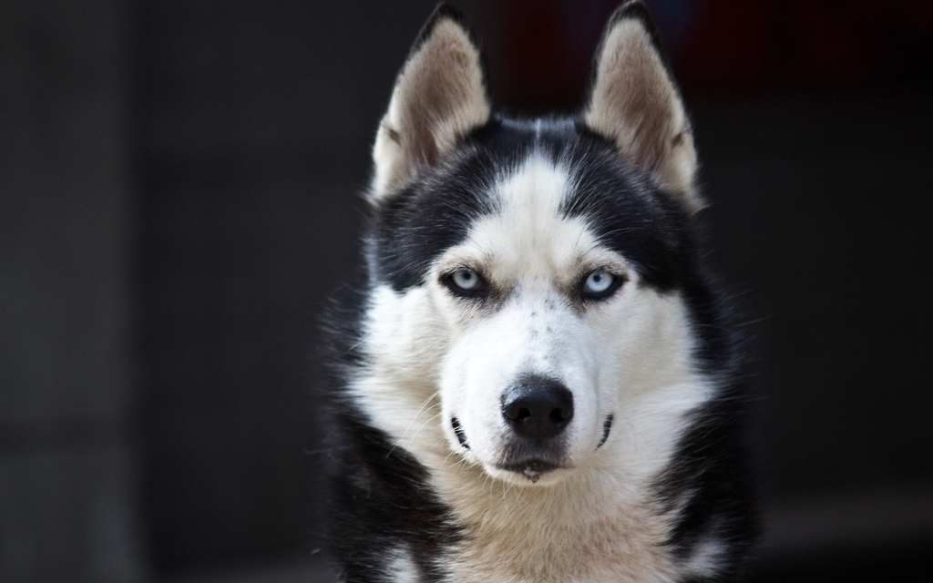 Image: Husky, muzzle, black, white, color, looks
