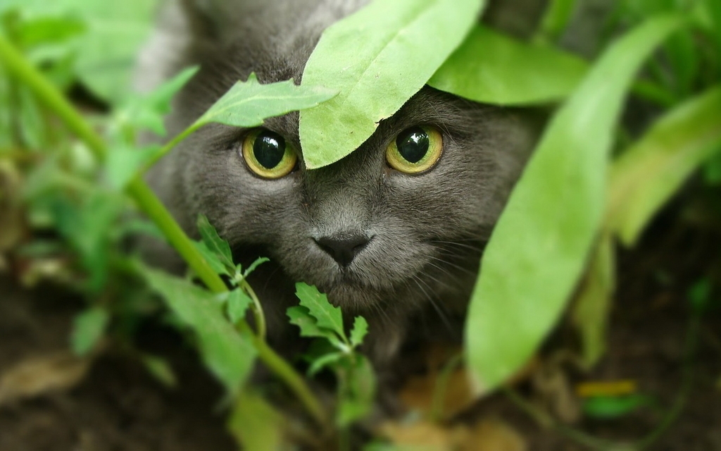 Картинка: Кот, взгляд, укрытие, охота, хищник, листья